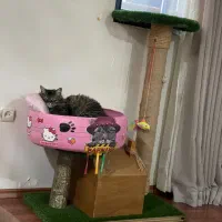 خونه گربه دست ساز