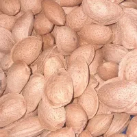 بادام درشت