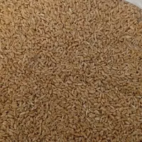 گندم بوجاری|عمده‌فروشی|چمران, |دیوار