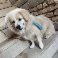 سگ پامر