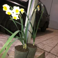 گل نرگس گلدونی