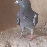 یک عدد کفتر