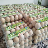 تخم مرغ محلی|خوردنی و آشامیدنی|پارسآباد, |دیوار