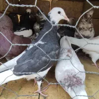 کفتر یزدی|پرنده|حمیدیا, |دیوار