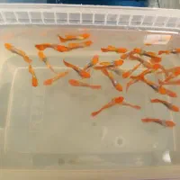 گوپی کینک کوی