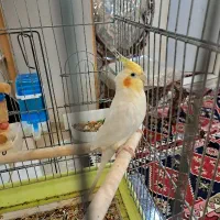 عروس هلندی لوتینو ماده