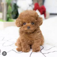 تاینی پودل رنگ رد|سگ|تهران, شهرک غرب|دیوار