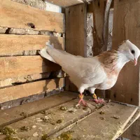 طوقی زرد نر خالدار|پرنده|میاندوآب, |دیوار