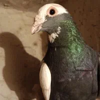 نر پلنگ گرفتنی|پرنده|زابل, |دیوار