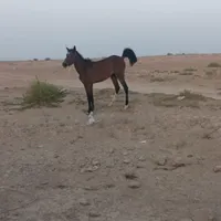 اسب
