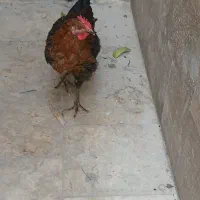 مرغ جوان تخم گذاری