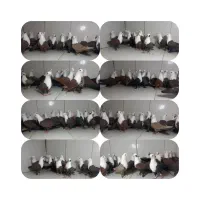 دسته ۳۰تایی کله سفید