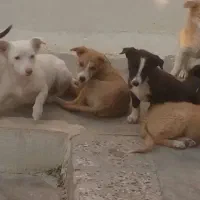 شیش عددطوله سگ شیتزو پاکوتاه ومادرش