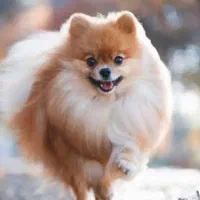 سگ گمشده در محدوده شهرک سیستان. عکس تزیینی