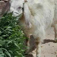 بزغاله ماده