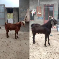 نر بز فروشی