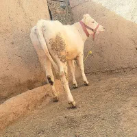 گوساله ماده