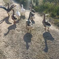 قوغاز و غاز محلی