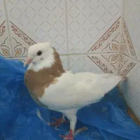 کبوتر صوقی زرد|پرنده|سراوان, |دیوار