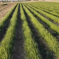 نهال پیاز مینروا|خدمات باغبانی و درختکاری|جیرفت, |دیوار