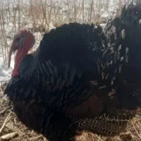 دوتابوغلمون گمشده