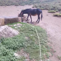 قاطر جوان درجه یک|حیوانات مزرعه|اصفهان, ارغوانیه|دیوار