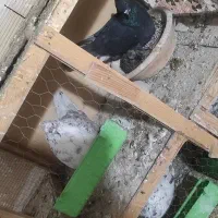 کفتر|پرنده|رباط‌کریم, رباط‌کریم|دیوار