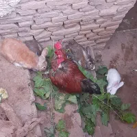 خرگوش