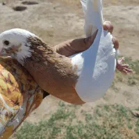 کبوتر طوقی|پرنده|ملکان, |دیوار