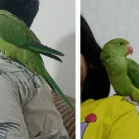 طوطی ملنگو نر|پرنده|مسجد سلیمان, |دیوار