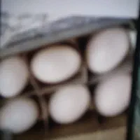 تخم کفتر تازه