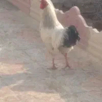 خروس محلی|حیوانات مزرعه|کنگاور, |دیوار