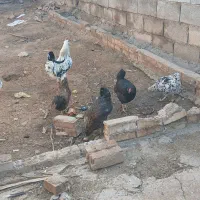 مرغ گلین|حیوانات مزرعه|مسجد سلیمان, |دیوار