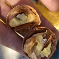 گردو تازه امسال|خوردنی و آشامیدنی|شاهین دژ, |دیوار