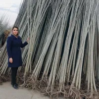 بادام فرانیس در اقلید،دیرگل تضمینی+بسته بندی وکیوم