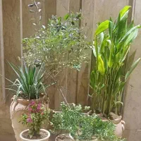 انجام کلیه کارهای باغبانی وباغچه|خدمات باغبانی و درختکاری|اهواز, بهارستان|دیوار