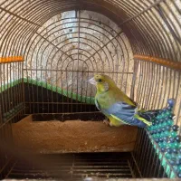 فروش سهره سبز نر دوساله|پرنده|شیراز, ویلاشهر|دیوار