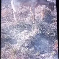 کهره دو قلو زا گیسه