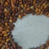 رطب کبکاب درشت ودرجه یک|خوردنی و آشامیدنی|شیراز, شهرک ولیعصر|دیوار