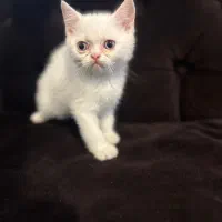 اسکاتیش بریتیش فولد و انفولد همراه با مادر