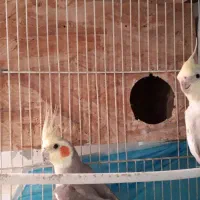 ۲جفت عروس هلندی  کامل سالم