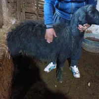 گوسفند بره قوچ قر قزل