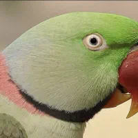 کاملا خوش صدا