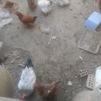 مرغ و خروس|حیوانات مزرعه|مشهد, نوید|دیوار