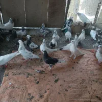 کله دم سبز پرشی کبوتر سرخ کاغذی