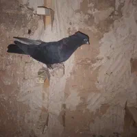 ماده سیا چنگ سفید بشرط تخم