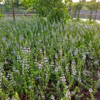 کاکوتی یاخالی واش برای عرق گیری