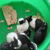 بچه خرگوش فروشی