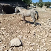 مادیان دوساله