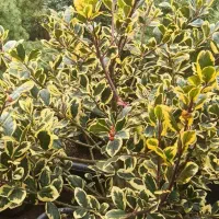 فروش انواع گل های لوکس فضای باز